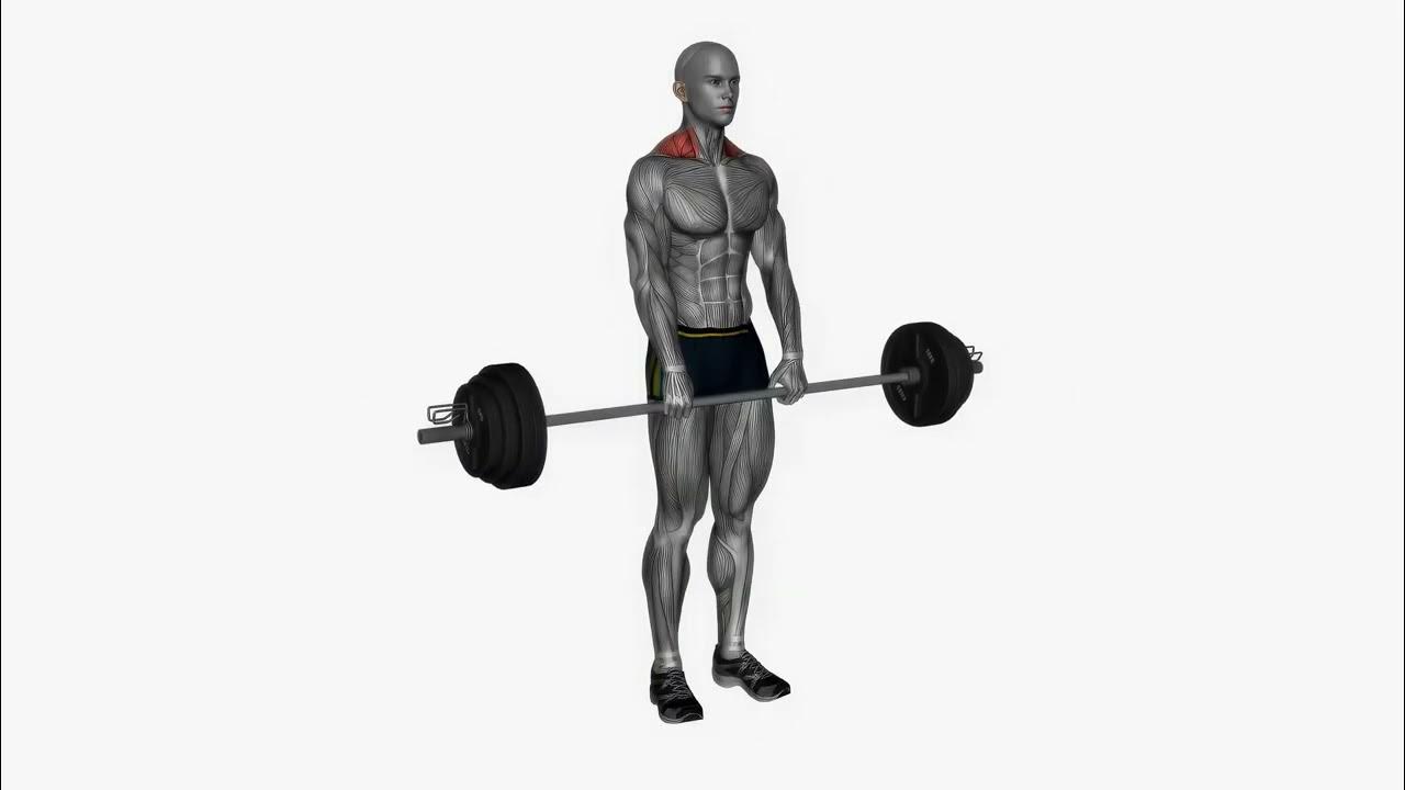 How to do barbell Shrugs YouTube