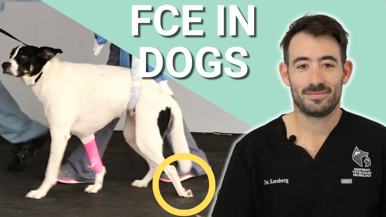 intellektuel æstetisk En god ven Spinal Cord Strokes In Dogs - FCE Overview - YouTube
