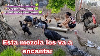 ‼️POTENTE MEZCLA QUE HARA MARAVILLAS POR TUS  #pollos #gallinas #guajolotes  ✨️✅️