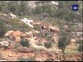 نابلس الاحتلال يقتلع شجرة زيتون