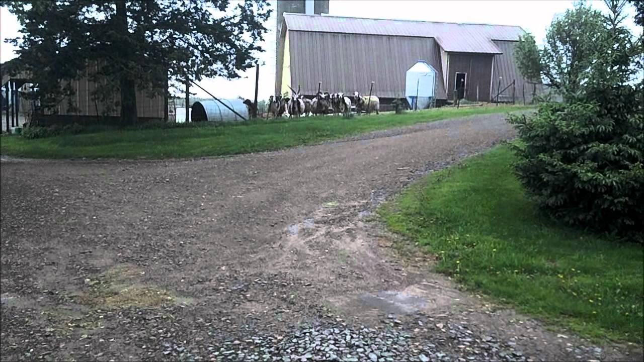 Sheep on Schumacher Road YouTube
