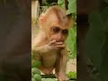 Good Environment With Adorable Baby Monkey Shorts 