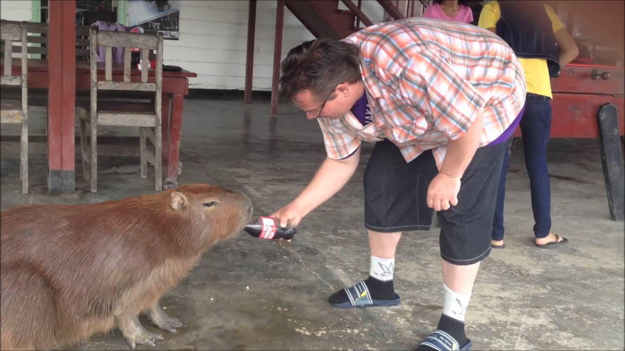 Traas Ongediertebestrijding - Capibara, Suriname