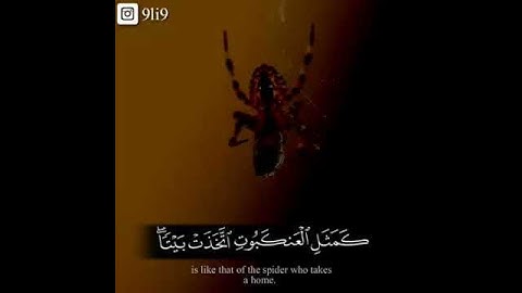 (مثل الذين اتخذوا من دون الله اولياء كمثل العنكبوت) القارئ عبدالرحمن مسعد