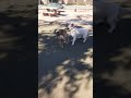 Dogs wrestling the WWWOOF of wrestling