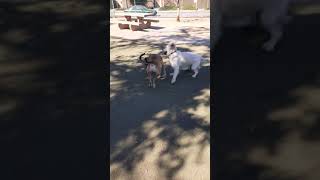 Dogs wrestling the WWWOOF of wrestling