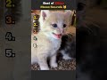 Best of Kitten - Meow Sounds 🐱 #cats #kitten #catlovers #meow #catnoises #fluffy #kittenasmr