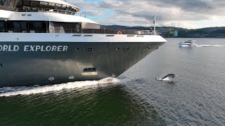 DOLPHINS JUMPING | Mavic 3 Drone | River Clyde | Scotland