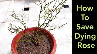 How to save dying rose plant, Dieback rose treatment, मरते गुलाब के पौधे को कैसे बचाएं