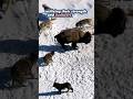 Wolf Apex Carnivores Animals | Top Predators | Part 2 of 4 #shorts #wolf
