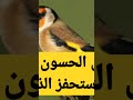 أنثى الحسون تحفيز الذكر على التزاوج والتغريد