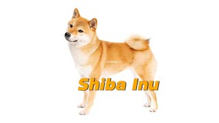 Shiba Inu