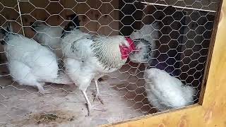 I built a Chicken Coop for my Son.