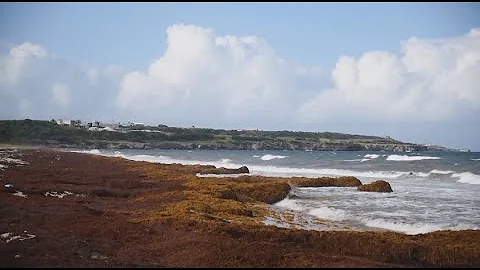 На побережье Карибского моря разлагаются бурые водоросли