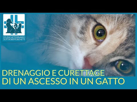 Video: Ascessi Nei Gatti