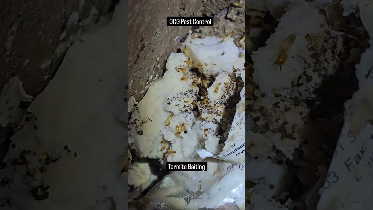 OCG Pest Control : Successful Termite Baiting in MacArthur !