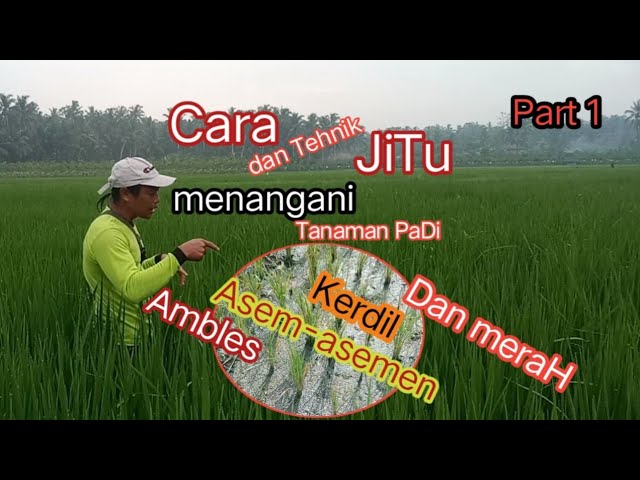 Cara dan Tehnik Jitu tanaman padi tidak mudah merah, asam-asamen, kerdil dan ambles part 1 class=