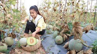 Have You Ever Grown This Melon At Your Place? / Melon Recipe / Cooking With Sreypov