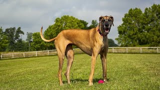 The largest dog breeds in the world | ACCORDING To AI #happiness1111 #viral #trending