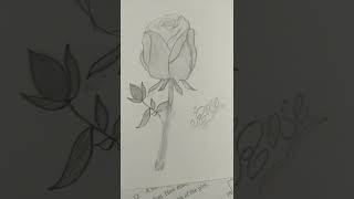rose drawing ??