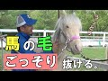 馬たちの毛をごっそり抜きました。それぞれの表情がかわいすぎる。