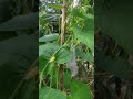 mini blogs part-2, of mini farming 🍍🥬in @tour of knowledge
