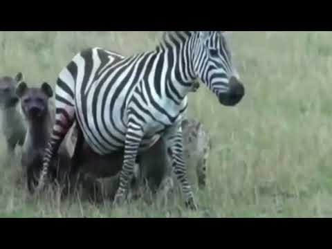 عندما يسقط حمار الوحش امام الضباع