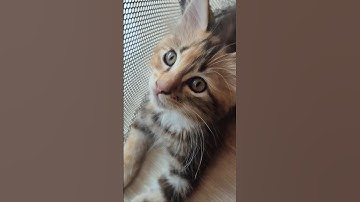 Cute Cats, Funny Cats, Cuteness #cuteness #cat #youtubeshorts #shots #funny