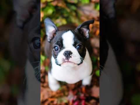 Video: ¿Los boston terriers son buenos perros domésticos?