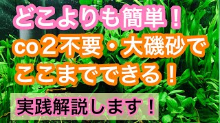 【どこよりも簡単! 満足できる水草水槽レイアウト!】プロが実践しながらやさしく解説いたします!!【co2不要、大磯砂】