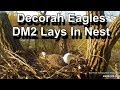 Decorah Eagles- DM2 Lays In Nest