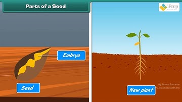 Class 5 EVS Chapter - 5 "Seeds and Seeds" english Environmental studies Looking Around