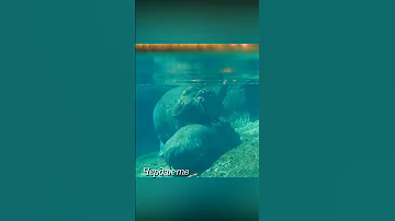 Анаконда проглотила бегемотика.