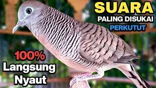 Perkutut Lokal Gacor Suara Besar Pancingan Burung Perkutut Agar Cepat Bunyi.