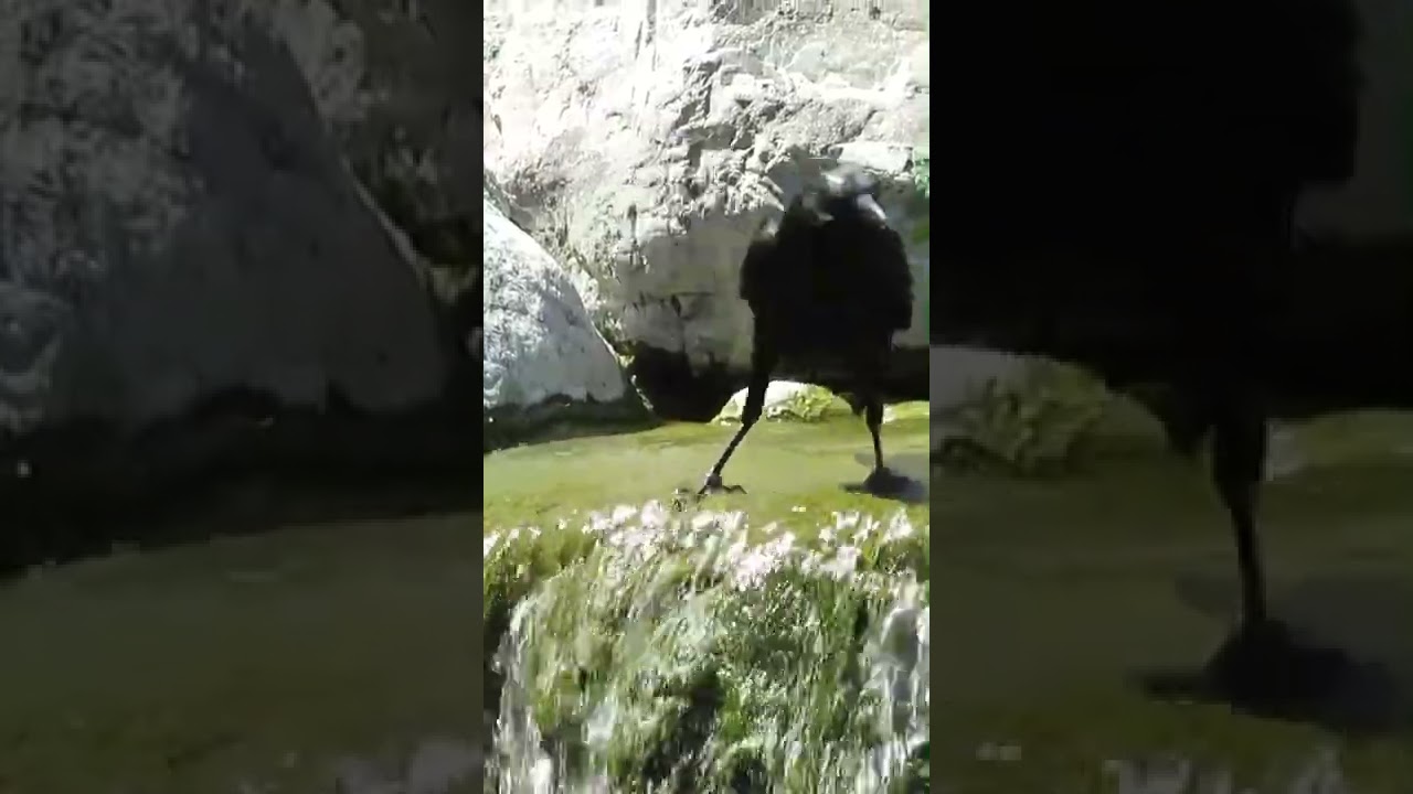 Raven Gets A Drink 