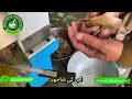 Roghan Khishkhaas | روغن خشخاص.
