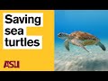 How solar saves sea turtles and the future of fishing jesse senko arizona state university asu