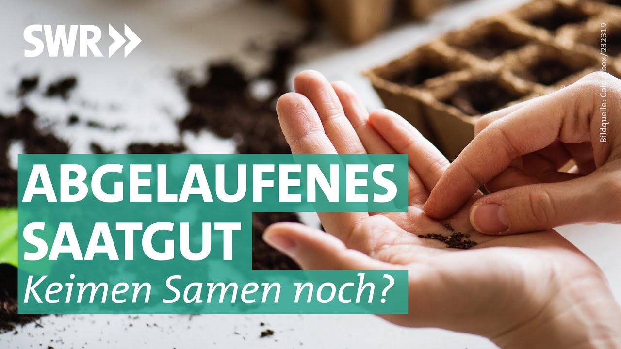 Saatgut – Wie lang sind Blumensamen haltbar? | Marktcheck SWR - YouTube