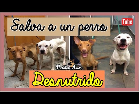 Video: Cómo alimentar a un bulldog desnutrido