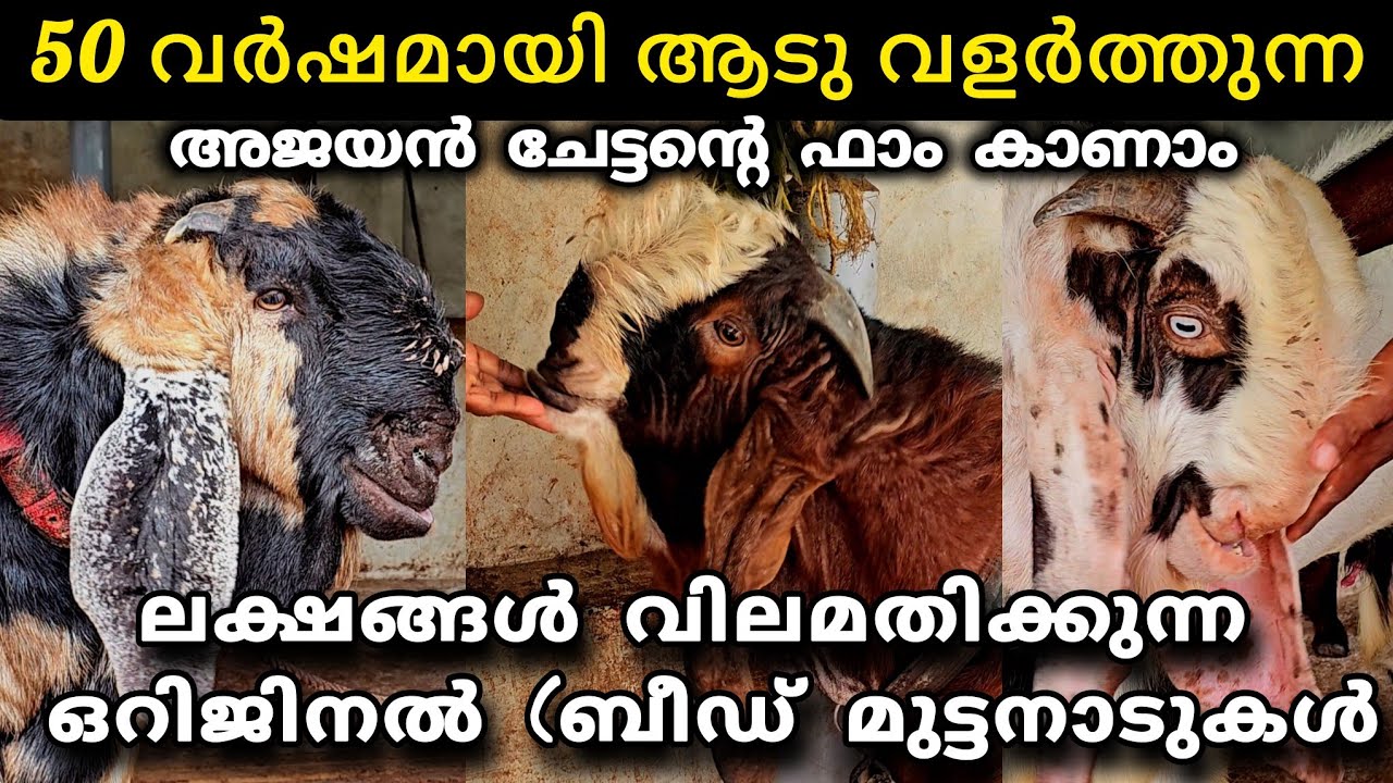 ലക്ഷങ്ങൾ വിലയുള്ള മുട്ടനാടുകൾ വളർത്തി ആടുവളർത്തൽ ലാഭകരമായക്കിയ അജയൻ ചേട്ടന്റെ ഫാം കാണാം #goatfarming