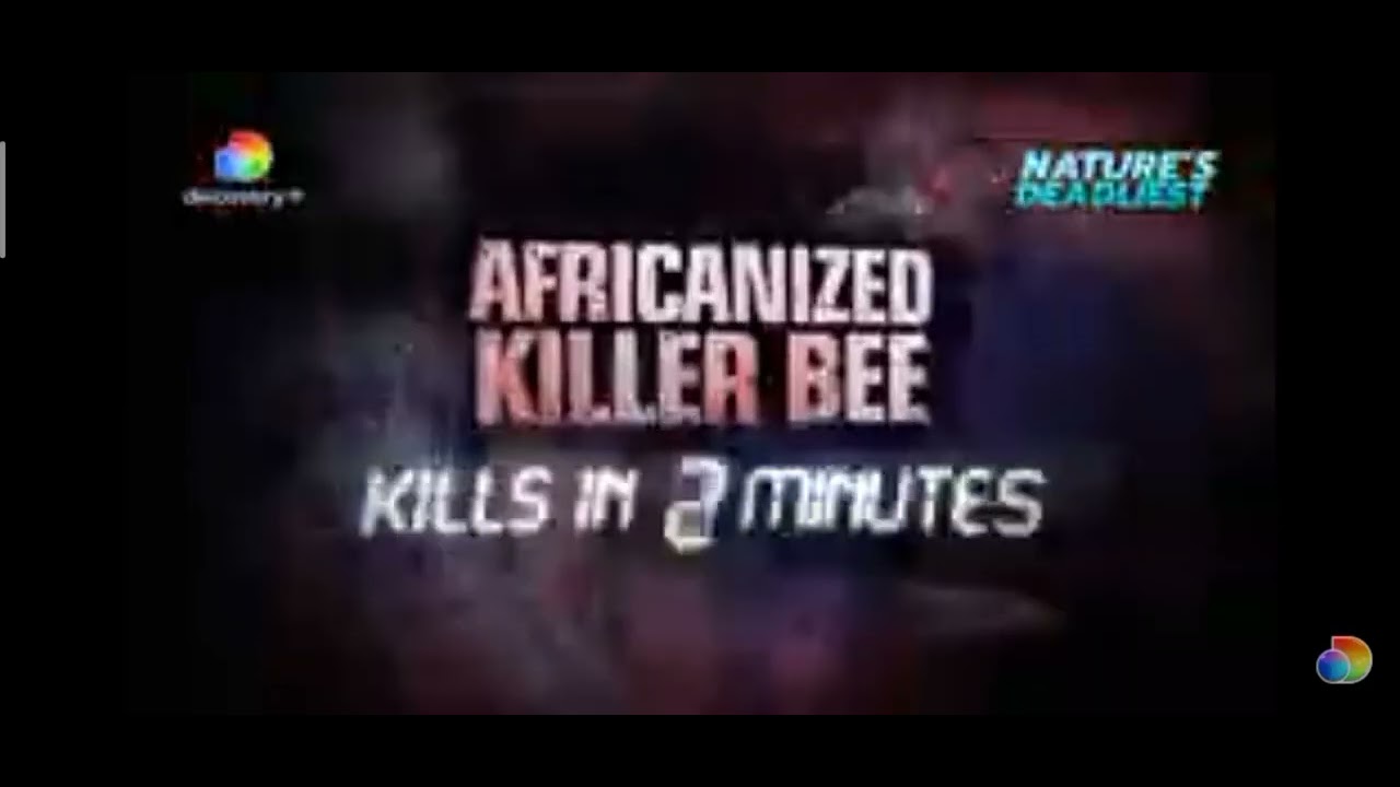 Nature's Deadliest The Africanized Killer Bee +Discovery