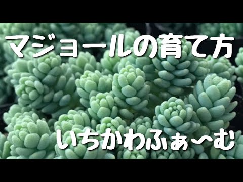マジョールの育て方 Youtube マジョールの育て方 Youtube
