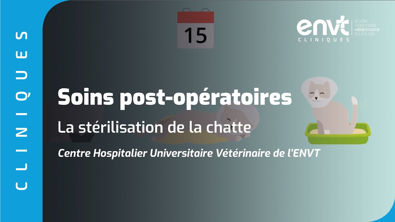 Soins postopératoires La stérilisation de la chatte YouTube — free download