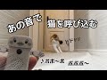 スーパーのあの音で猫を呼んでみた結果…【呼び込み君】