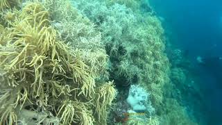 The Soft Corals Of White Beach And The Scuba Divers In Moalboal, Cebu, Philippines 🇵🇭. screenshot 1