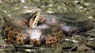 Florida Water Moccasin by Tim Harrell 4,061 views 4 months ago 5 minutes, 17 seconds