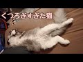 猫のくつろぎ姿って、こんな感じでしたっけ...？