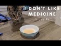 A Dentist Gives Cat Liquid Medicine