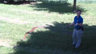 Walking Delilah - Burmese Python