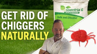 Get Rid of Chiggers NATURALLY | How to Use Essentria G (Pro Outdoor Treatment!)